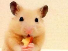 仓鼠可不可以吃菠萝(能吃什么水果)