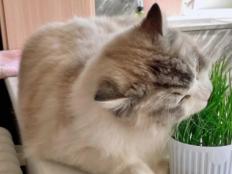 布偶猫吃猫草吗(几个月可以吃猫草)