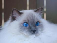 布偶猫眼睛什么时候变蓝(不蓝的原因)