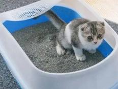 小猫怎么训练用猫砂(如何教幼猫用猫砂盆)