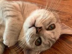 猫咪突然不用猫砂盆在外面乱拉屎(什么原因)