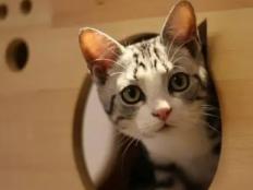 猫咪睡在猫砂盆里是什么情况(怎么回事)