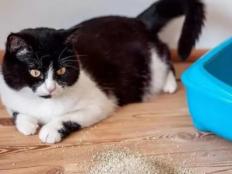 猫咪不在猫砂里拉粑粑怎么办(原因)