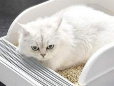 猫砂为什么会吸引猫(猫砂吸引猫的原理)