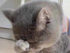 猫为什么不去猫砂盆撒尿(原因分析)
