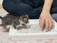 如何培养猫咪在猫砂里上厕所(怎么教小奶猫用猫砂)