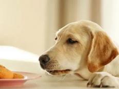 五个月的狗狗吃多少狗粮(一天喂几次)
