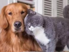 狗狗能吃猫粮会怎么样(长期吃猫粮的后果)