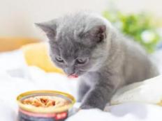 猫咪吐的都是没消化的猫粮是为什么(原因)