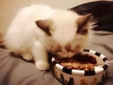 一个月小猫可以吃猫粮么(怎么喂养)