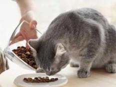 幼猫几个月换成猫猫粮(猫咪多大开始吃成年猫粮)