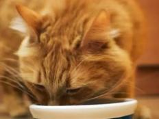 母猫生产后多久可以吃猫粮(饮食指南)