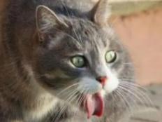 小猫咪出生多久可以吃猫粮(1至2月幼猫喂养方法)