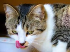 猫喜欢吃猫粮吗(最喜欢吃什么肉)