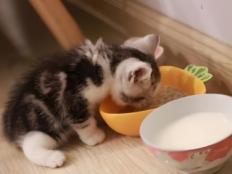 幼猫可以吃全期猫粮吗(能不能)