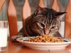 猫可以不喂猫粮吗(吃饭行吗)