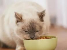 猫咪总吃一种猫粮好不好(需要定期换牌子吗)