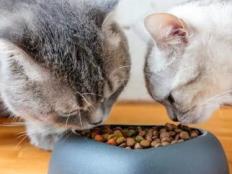 猫一天大概吃多少猫粮(一天喂几次猫粮合适)
