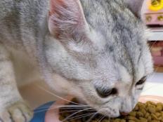 猫咪吃含谷物猫粮会怎么样(有什么利弊)