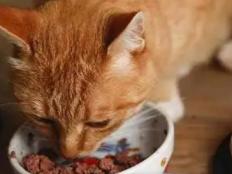 成猫一顿吃多少猫粮(成年猫一天吃50克少吗)