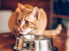 猫粮搭配什么可以让猫更健康(配什么吃猫有营养)