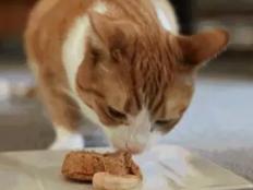 猫咪吐整颗猫粮和黄水(原因及解决办法)