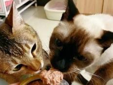 猫咪只能吃猫粮吗(可以吃什么代替猫粮)