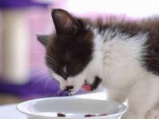 猫吐没消化的猫粮是什么原因(常见的7个)