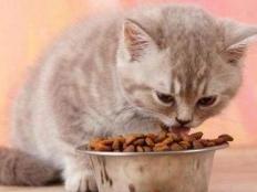 幼猫一个月能吃多少猫粮(幼猫猫粮哪种好)