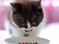 猫只吃鸡胸肉不吃猫粮怎么办(应对措施)
