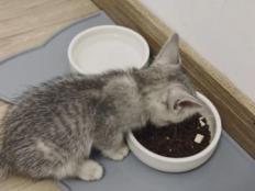幼猫一斤猫粮能吃多久(一个月吃多少猫粮)