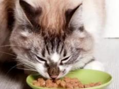 猫能一直吃猫粮吗(不建议)