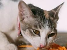 猫吃零食不吃猫粮(怎么办)