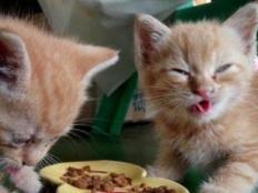 幼猫不吃猫粮怎么办一直叫(什么原因)