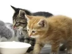 小猫多少天吃猫粮(十五天能吃猫粮了吗)