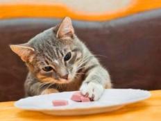 六七个月的猫可以吃成猫粮吗(知识科普)