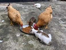 猫粮鸡能吃吗(猫粮可以喂鸡吗)