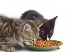 猫咪光吃猫粮可以吗(为什么)