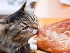 猫吃生肉好还是猫粮好(哪个更适合猫)