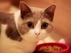 宠物猫一天吃多少猫粮(吃什么猫粮最好)