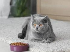 什么猫粮吃了容易胖(增肥效果好)