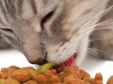 猫不吃湿粮怎么办(小猫不吃湿粮喜欢干粮)