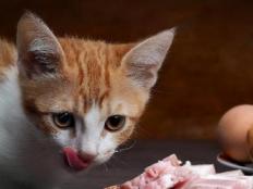家猫吃什么食物除了猫粮(还可以吃什么)