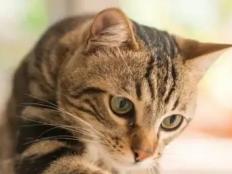 大猫能吃幼猫猫粮吗(为什么)