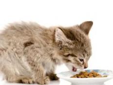 猫咪几个月开始吃猫粮(比较好)