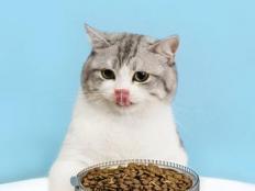 哪款猫粮适合经常软便的猫咪(推荐10款)