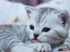 两个月幼猫只喝水不吃猫粮(怎么办)