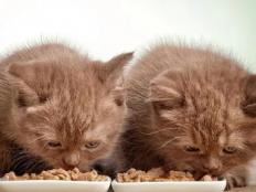 幼猫什么时候吃猫粮(喂食注意事项)
