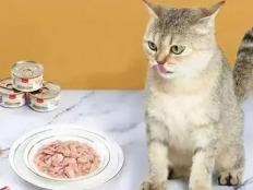 猫湿粮是什么(猫咪长期吃湿粮好吗)