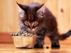 猫盆里的猫粮多久换一次(能放几天)